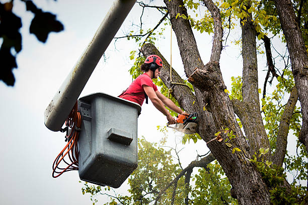 Best Tree Cabling and Bracing  in Gunnison, UT